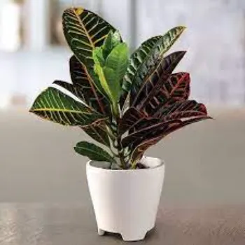 Organic Croton Plant